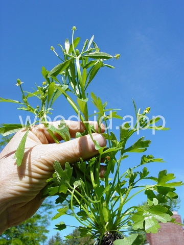 buttercup, crowfoot